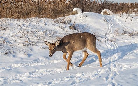 Tracking Deer Movement - Silencer Central