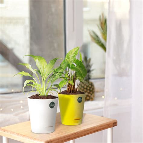 Buy Plants Online India | Online Plant Store | Buy Indoor Plants Online ...