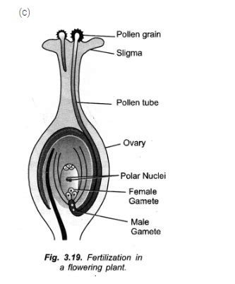Distinguish between pollination and fertilization.