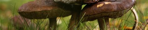 Download wallpaper autumn, grass, mushrooms, trio, family, boletus ...