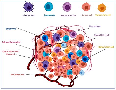 Blood and Cancer: Cancer Stem Cells as Origin of Hematopoietic Cells in ...