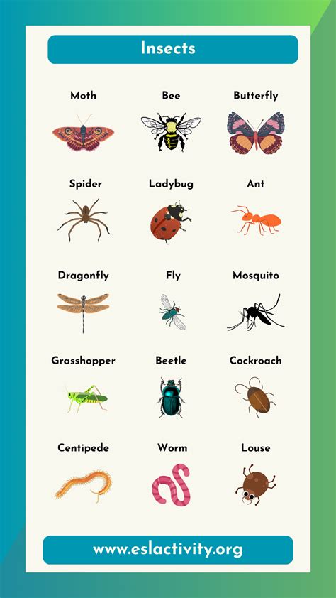 Insects And Bugs With Names