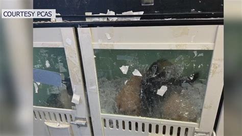 Pet store permit revoked after sick animals found | FOX 13 Tampa Bay