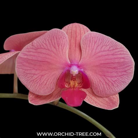 Blooming Orchid | Moth Orchid Flower Colors | Orchid-Tree
