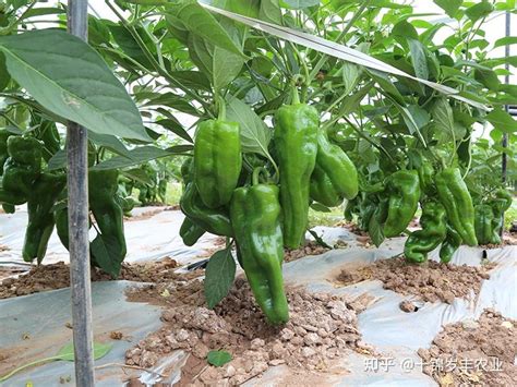 青椒的种植方法和管理技术 - 致富热
