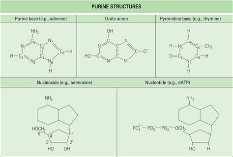 Etiology and pathogenesis of gout - Clinical Tree