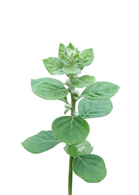 Premium Photo | Aerva lanata the mountain knotgrass is a woody prostrate medicinal plants - what kills knotgrass