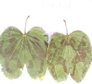 VINARGHYA Lord Hanuman Patta Leaf Parn Beera / Hanumath Beera ...