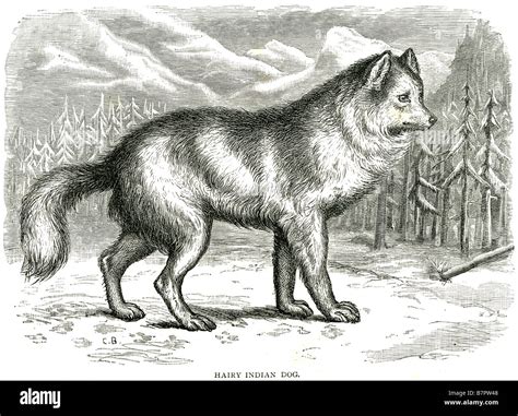 hairy indian dog The Hare Indian dog is an extinct breed of dog ...