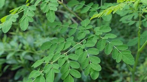 manfaat daun kelor untuk flek hitam
