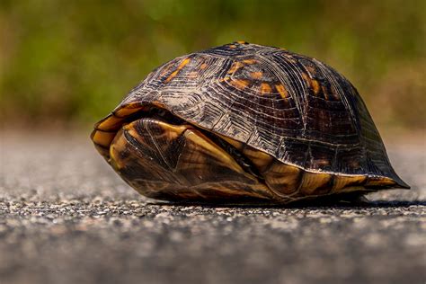 Image result for Turtle Animal Shell