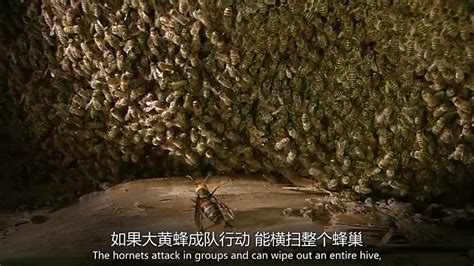 【精彩片段】大黄蜂单枪匹马杀入蜜蜂巢！然后被蜜蜂一拥而上热死了！_哔哩哔哩_bilibili