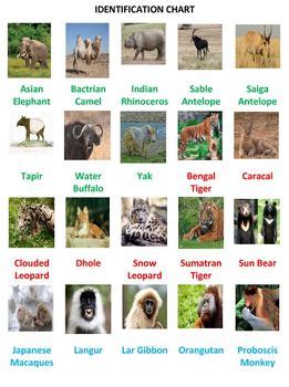 Image result for Animals On Button Moon