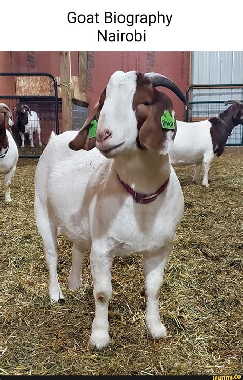 Boer_goat memes. Best Collection of funny Boer_goat pictures on iFunny