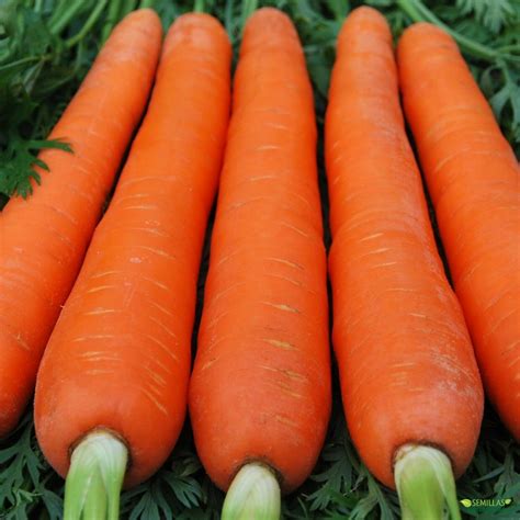 Carrot " Red Giant " Exotic 40 Vegetable Seeds – M-Tech Gardens