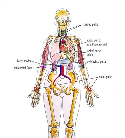 What is Pulse? – Vital Sign Measurement Across the Lifespan – 2nd ...