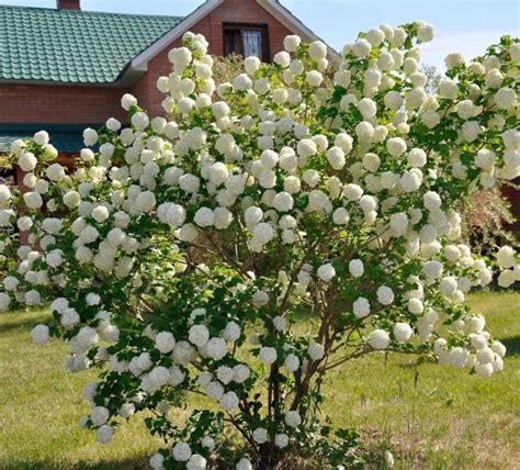 Image result for Free Computer Vector Graphics