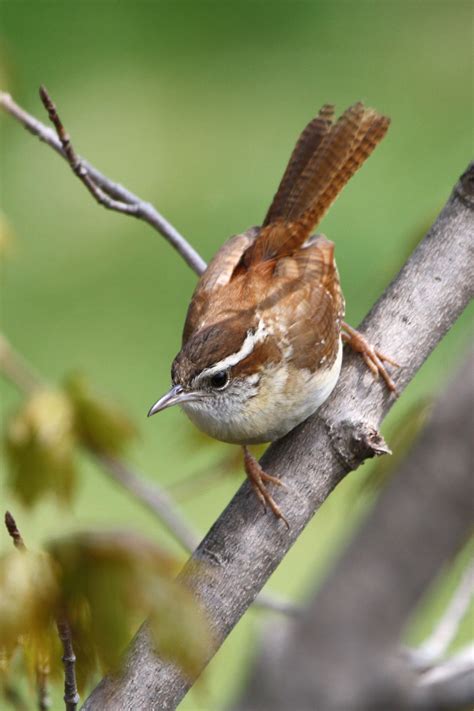 Carolina Wren Interesting Facts at Emily Mcginnis blog