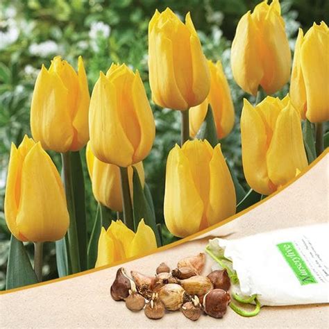 Buy Tulip Flower Bulbs online from Nurserylive at lowest price.