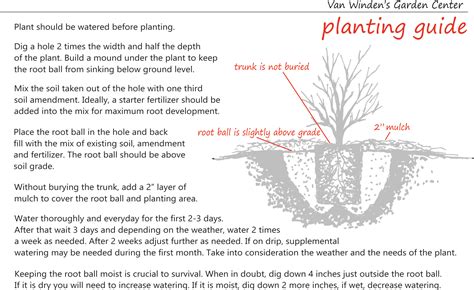 Image result for Tree Planting Guide