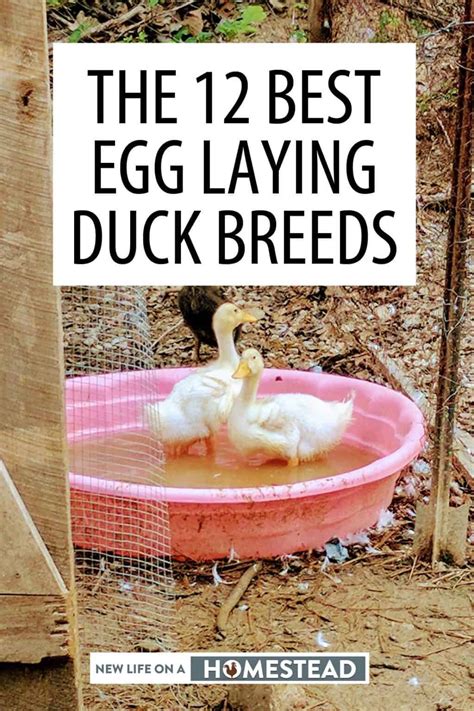 The 16 Best Egg Laying Duck Breeds • New Life On A Homestead
