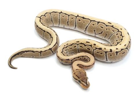 Image result for Pin Strip Ghost Ball Python