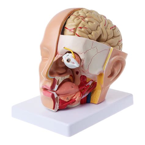 Human Anatomy For Head Skull Brain Cerebral Artery Anatomical Model For Teaching | Fruugo PT