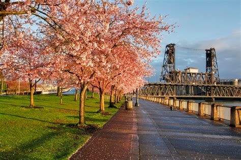 The best places to see cherry blossoms around the US this spring – Tripeko