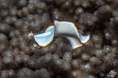 Marine Flatworms-Facts-Photographs and Video | Seaunseen