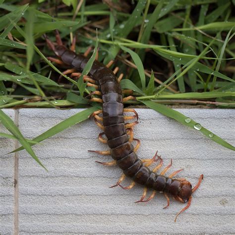 Centipedes Pest Control Toronto - Pestend Pest Control Toronto