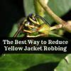 Image result for Yellow Jacket Hack