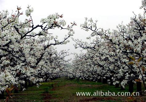 2021年中国宁陵梨花节将于3月25日绚丽启幕_新农商网