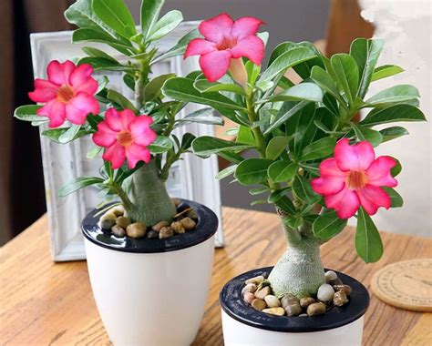 Care Desert Rose