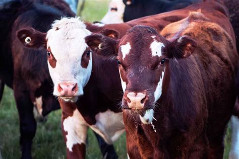 Agricultural Clean Technology Program 的图像结果