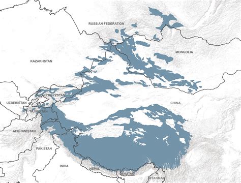 Snow Leopards Habitat The Enigmatic Snow Leopard: Facts, Habitat,