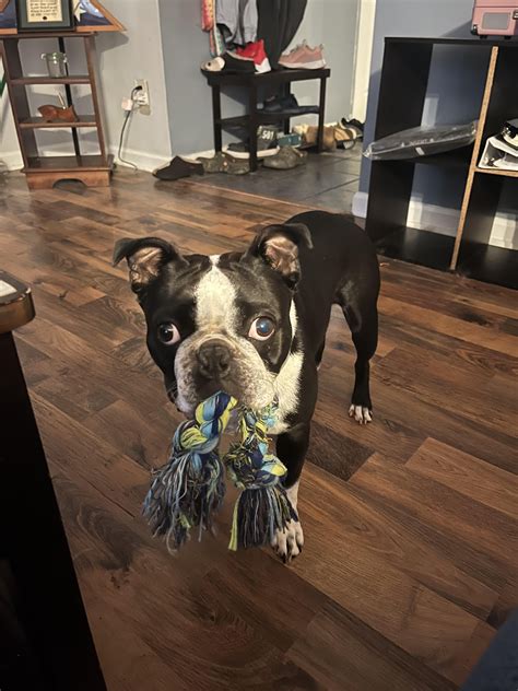 No take, only throw! : r/BostonTerrier