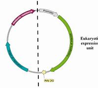 plasmid 的图像结果