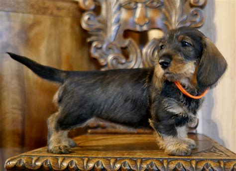 Willow Springs Miniature and Standard Wirehaired Dachshunds