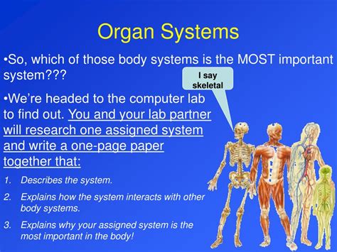 Body System Interaction Chart 的图像结果