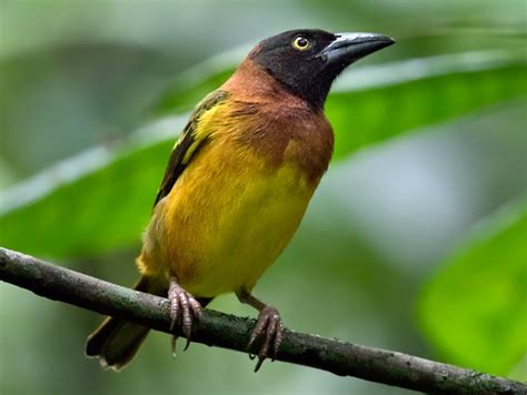 Giant Weaver - eBird