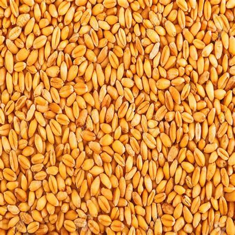 Freshly Ground! | www.poshtik.in