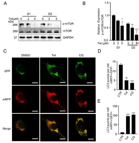 Tetrandrine Inhibits Skeletal Muscle Differentiation by Blocking ...