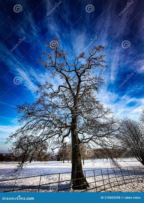 Image result for Dramatic Tree Images