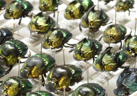 Materiales de las alas: ¿cuál elegir?