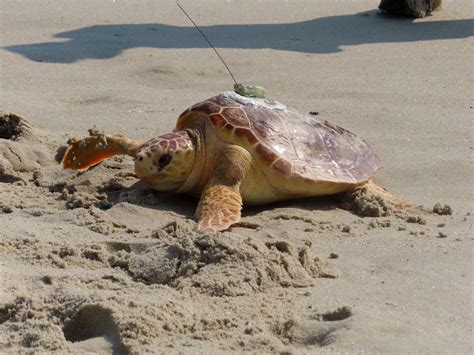 Why male sea turtles are in short supply as temperatures rise | Mint