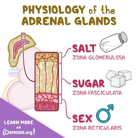 Adrenal Gland Functions Disorders