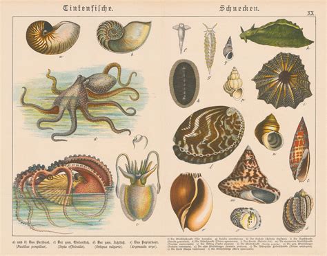 Gotthilf von Schubert, Octopus, Nautilus and Molluscs, 1886 | The Map House