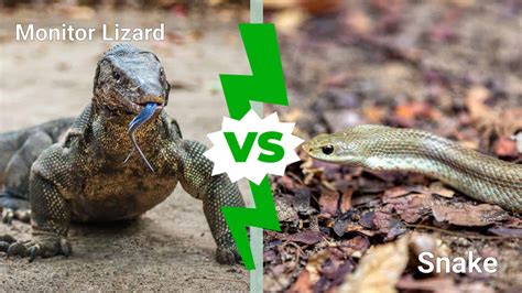 Python vs Monitor Lizard 的图像结果