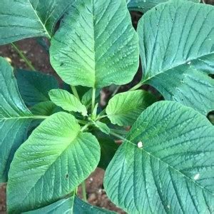 URRO Green amaranth, Slender amaranth Seed Price in India - Buy URRO ...