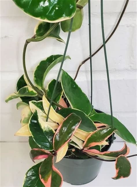OrchidZone Hoya carnosa' krimson queen' variegated hanging plant Price ...